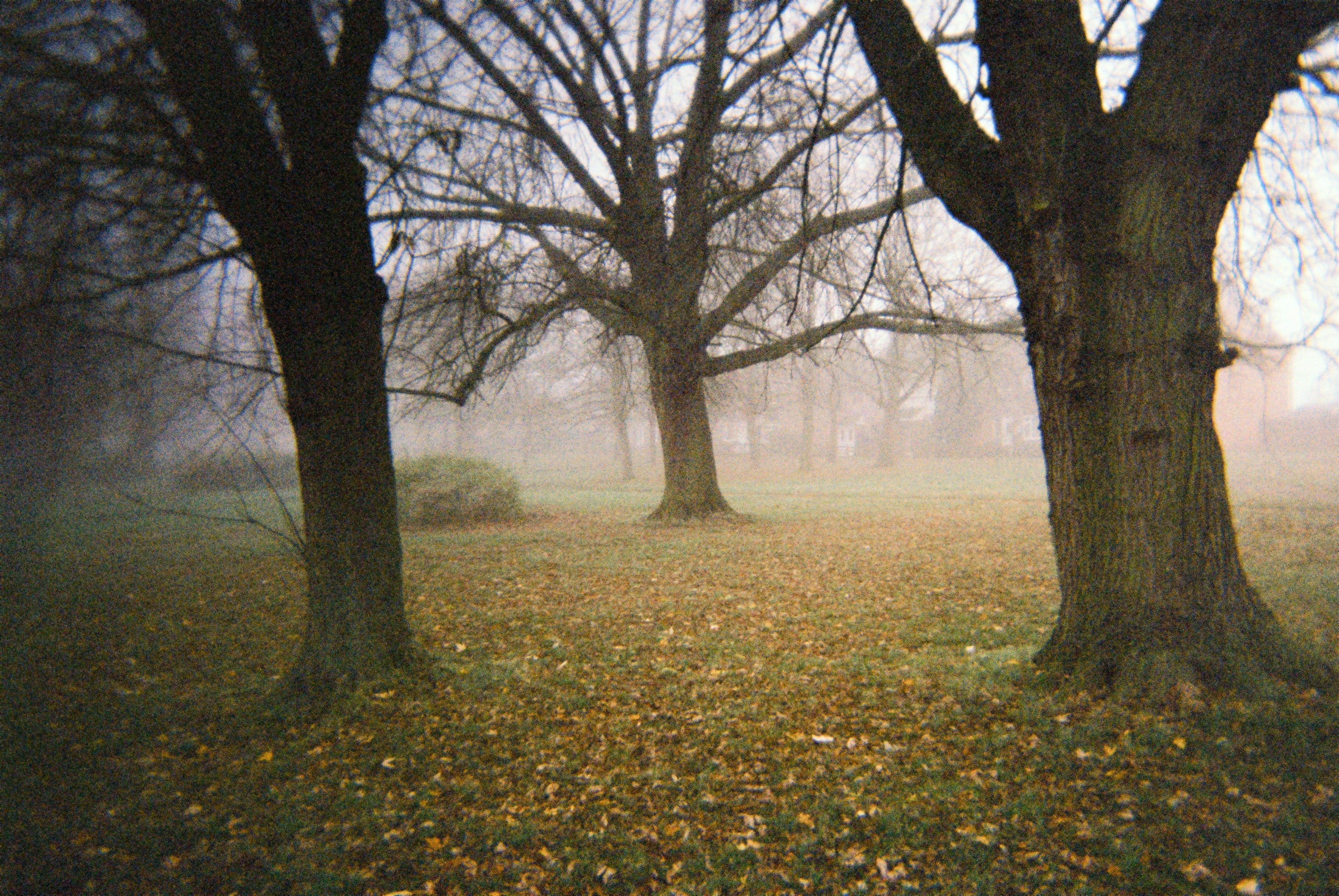 In The Mist